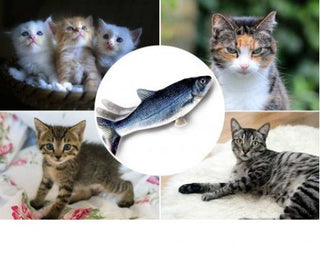 Flippity Fish geniales Katzenspielzeug