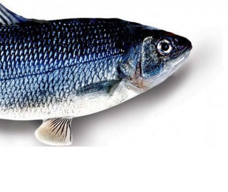 Flippity Fish geniales Katzenspielzeug