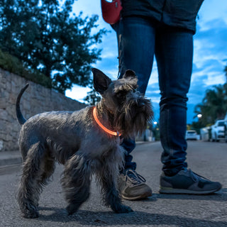 LED-Halsband für Haustiere - 3 Beleuchtungsmodi